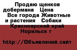 Продаю щенков добермана › Цена ­ 45 000 - Все города Животные и растения » Собаки   . Красноярский край,Норильск г.